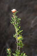 Imagem de Spyridium scortechinii (F. Müll.) K. R. Thiele