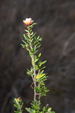 Imagem de Spyridium scortechinii (F. Müll.) K. R. Thiele