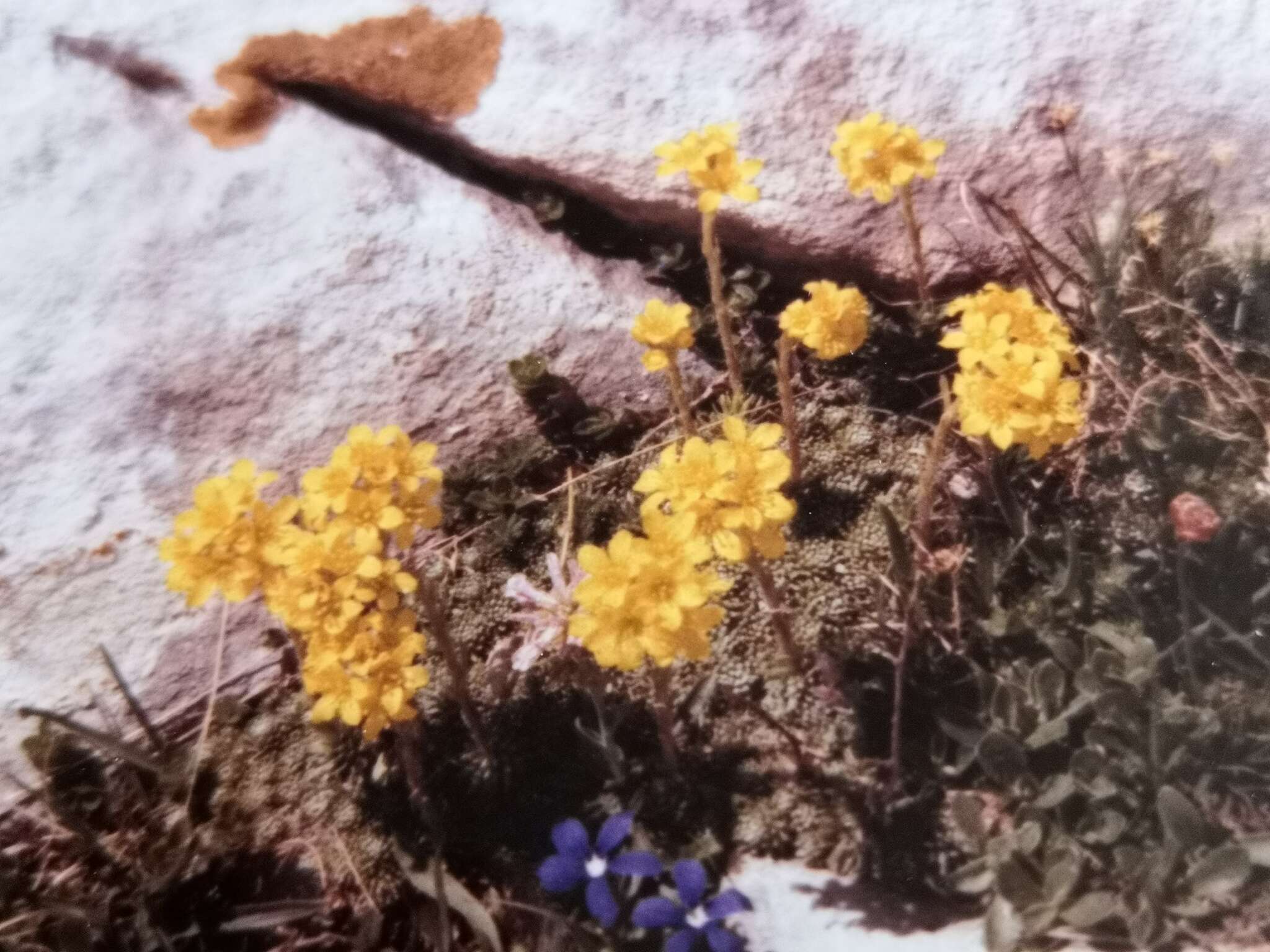 Image of Saxifraga ferdinandi-coburgi J. Kellerer & Sünd.