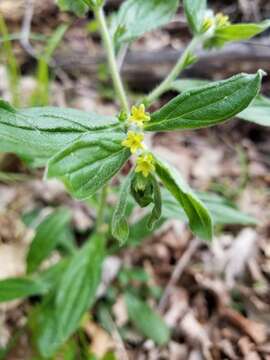 Слика од Lithospermum tuberosum Rugel ex A. DC.