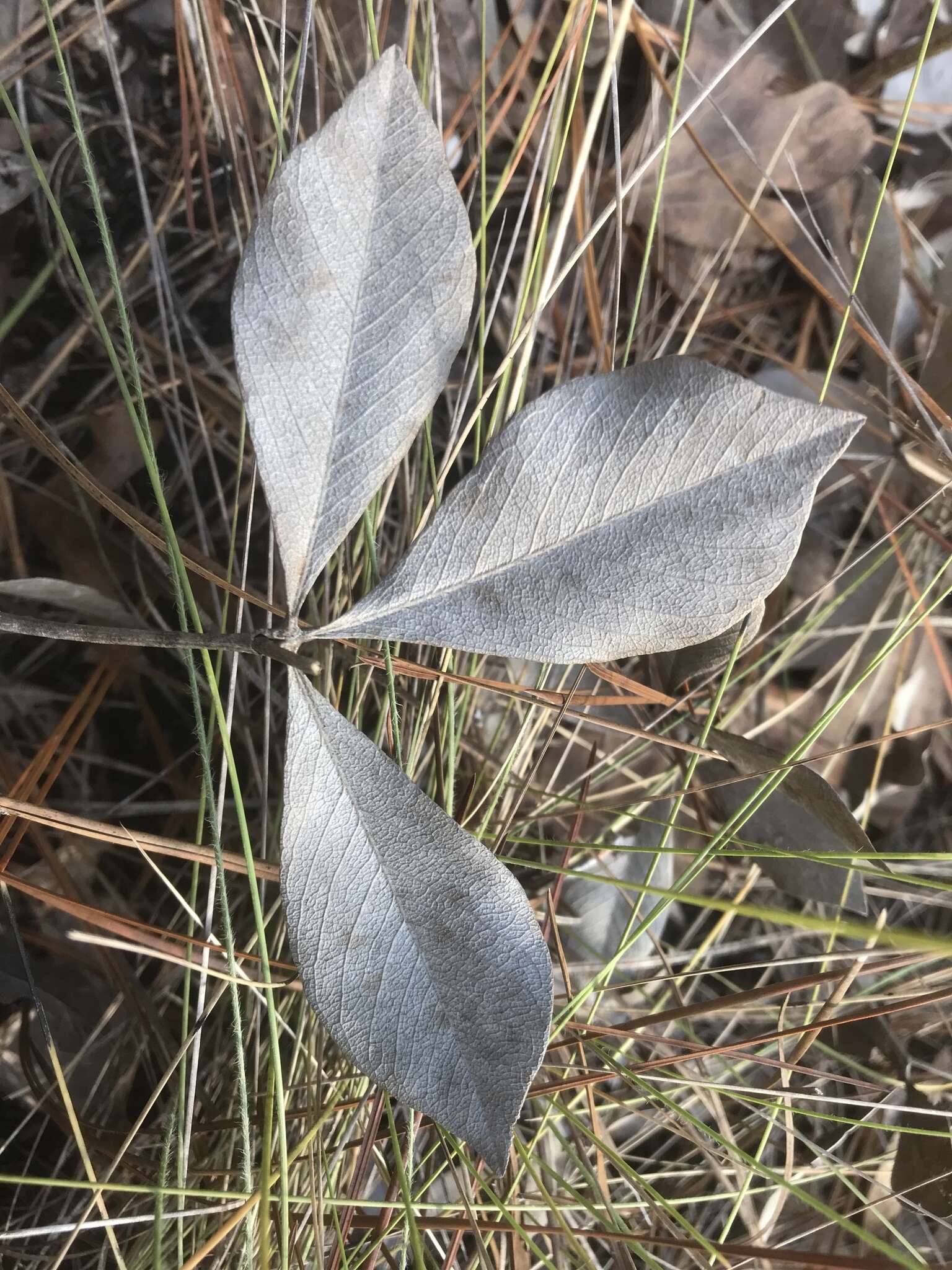 Image de Baptisia cinerea (Raf.) Fernald & B. G. Schub.