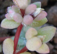 Image of Portulaca hereroensis Schinz