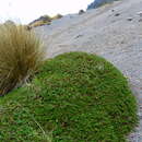 Image of Arenaria oresbia Greenm.