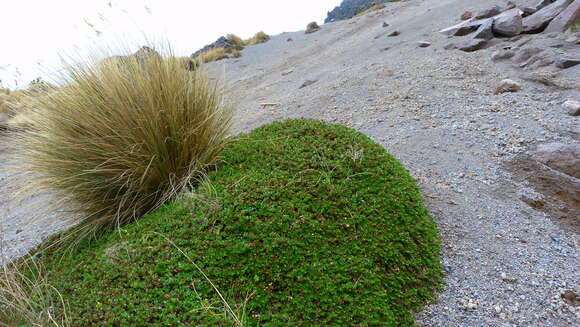 Sivun Arenaria oresbia Greenm. kuva