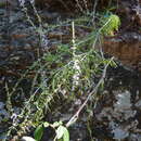 Plancia ëd Anarrhinum bellidifolium (L.) Willd.
