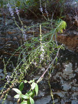 Plancia ëd Anarrhinum bellidifolium (L.) Willd.