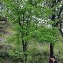 Image of Acer monspessulanum subsp. martinii (Jordan) P. Fourn.