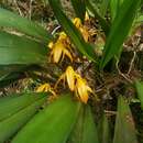 Image of Maxillaria colorata Rchb. fil.