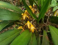 Image of Maxillaria colorata Rchb. fil.