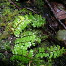 Hymenophyllum pectinatum Cav. resmi