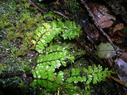 Image of Hymenophyllum pectinatum Cav.