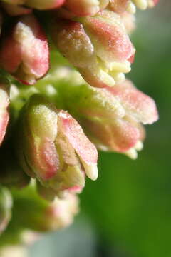 Rumex venosus Pursh的圖片