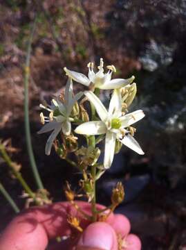 Image of Ornithogalum visianicum Tomm.