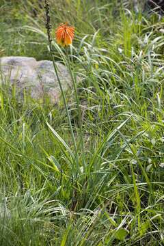 Image of Kniphofia coddiana Cufod.