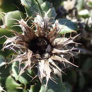 Image of Berkheya coriacea Harv.