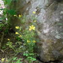 Imagem de Oxalis priceae subsp. colorea (Small) Eiten