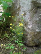 Image of tufted yellow woodsorrel