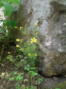 Imagem de Oxalis priceae subsp. colorea (Small) Eiten