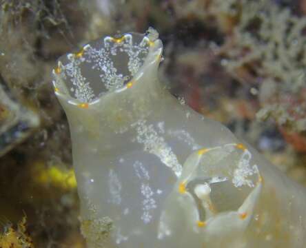 Image of Sea squirt