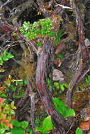 Слика од Arctostaphylos nummularia subsp. mendocinoensis (P. V. Wells) V. T. Parker, M. C. Vasey & J. E. Keeley