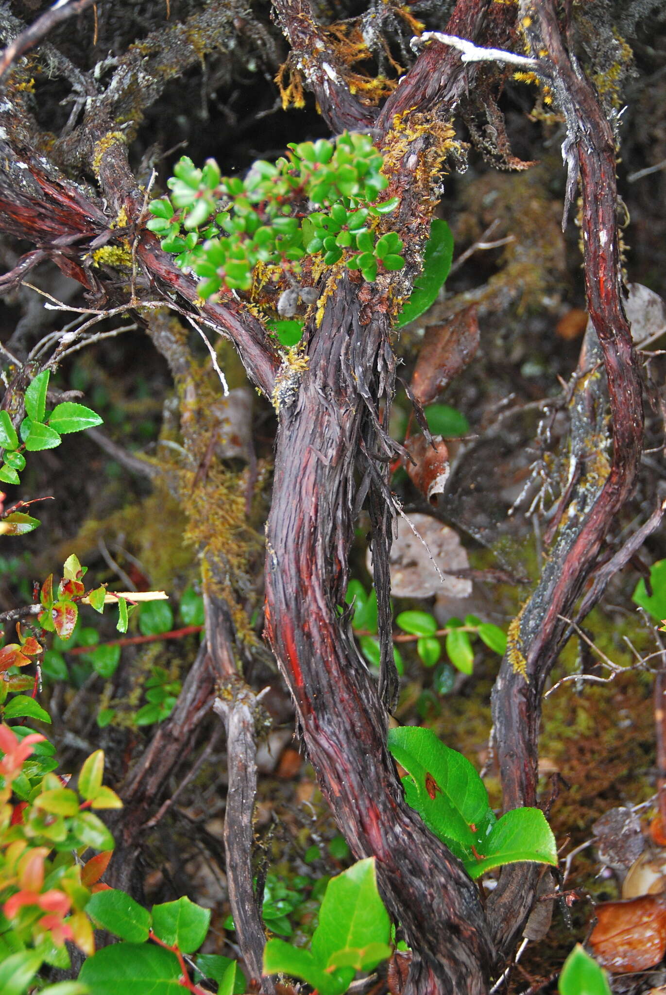 Слика од Arctostaphylos nummularia subsp. mendocinoensis (P. V. Wells) V. T. Parker, M. C. Vasey & J. E. Keeley