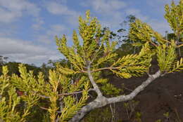 Image of New Caledonia retrophyllum