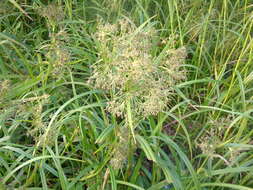 Image of Scirpus radicans Schkuhr