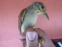 Image of Chestnut-winged Foliage-gleaner