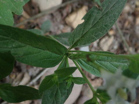 Imagem de Spigelia scabra Cham. & Schltdl.