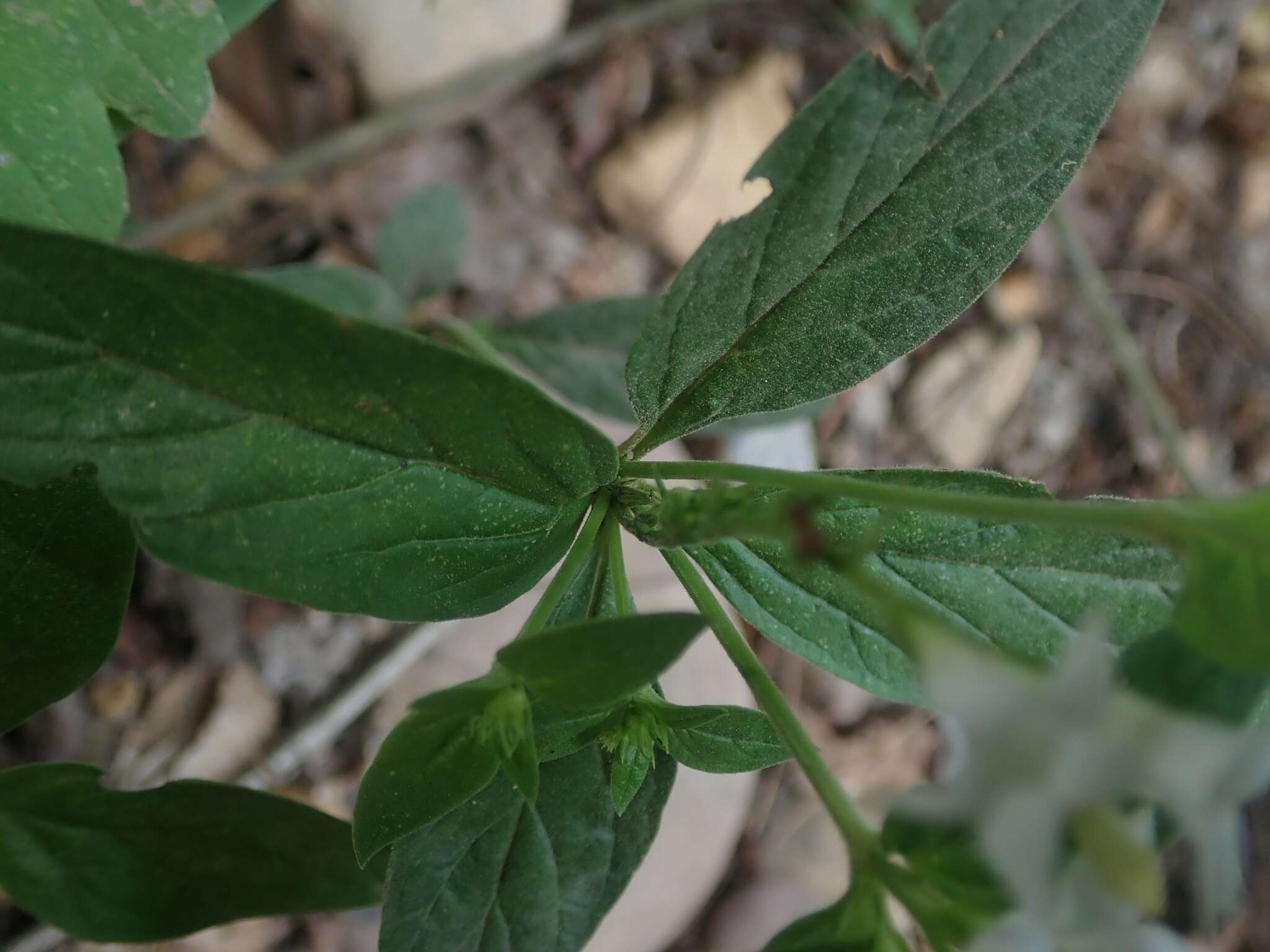 Image de Spigelia scabra Cham. & Schltdl.