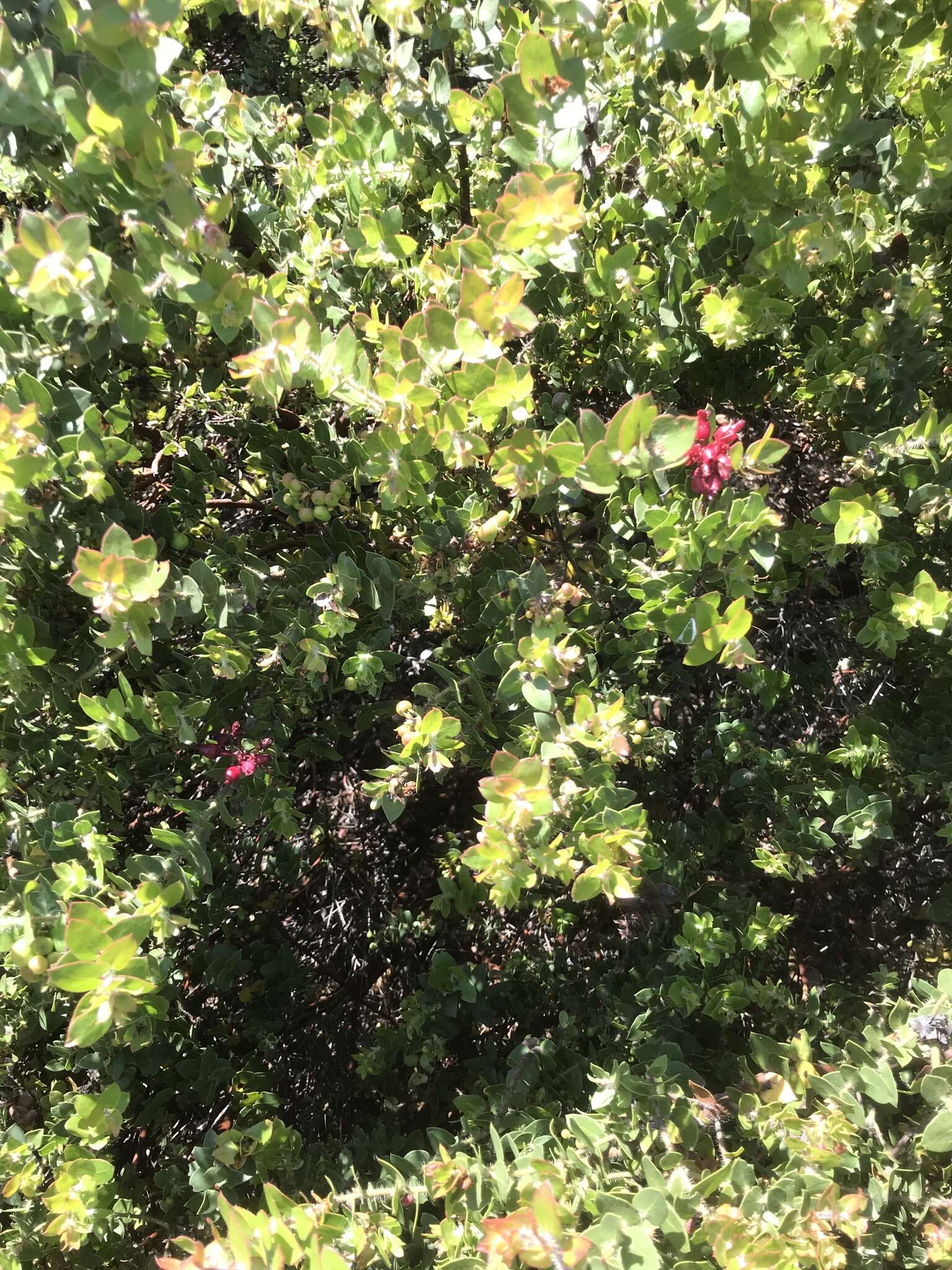 Image of Arctostaphylos purissima subsp. purissima