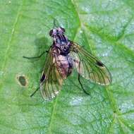 Image of Chrysopilus cristatus (Fabricius 1775)