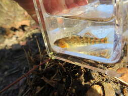 Image of Buffalo Darter