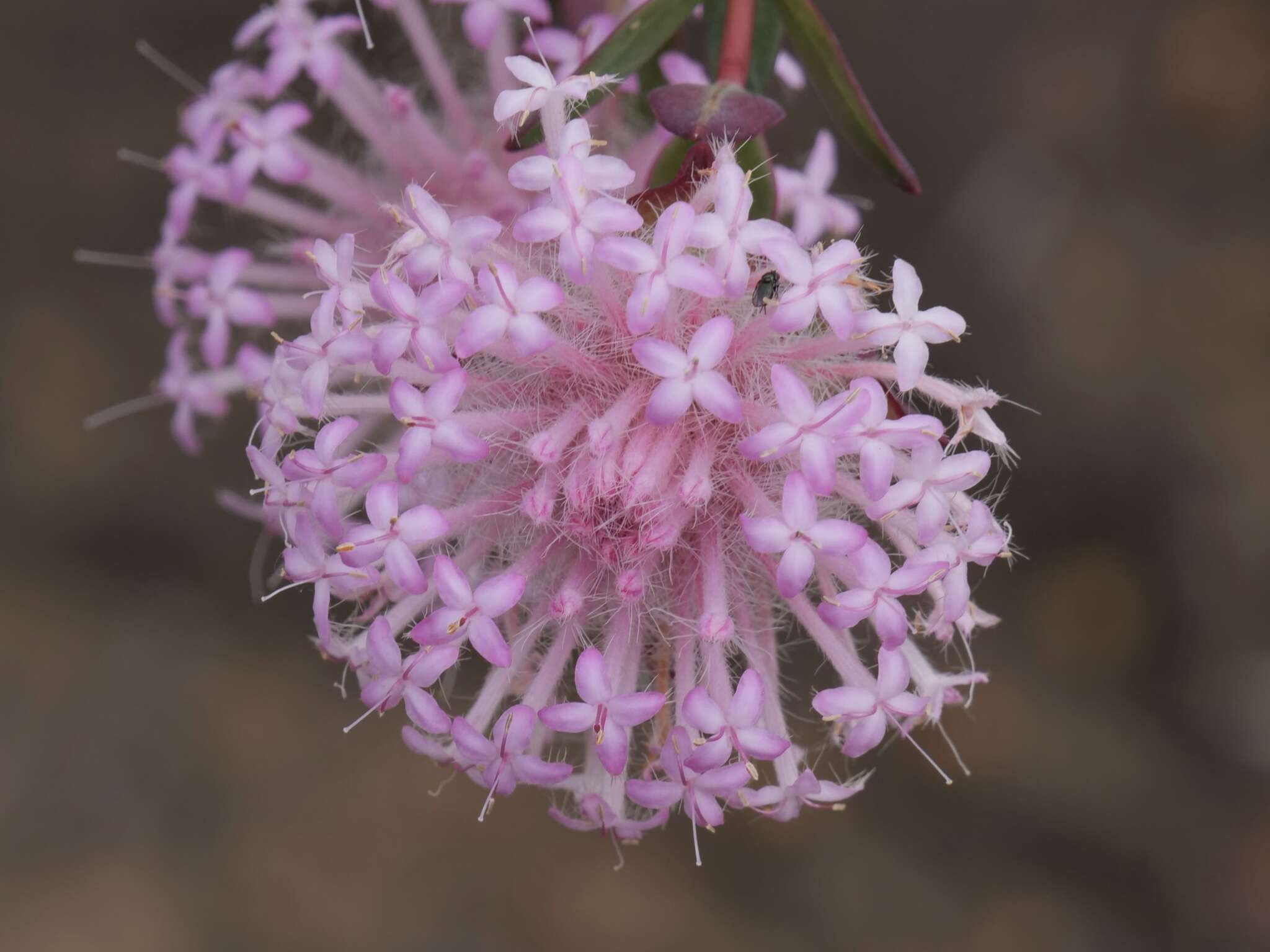 Image of Pimelea hispida R. Br.