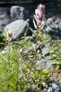 Image of Castilleja pallida var. lapponica (Gand. ex Rebrist.) J. M. Egger