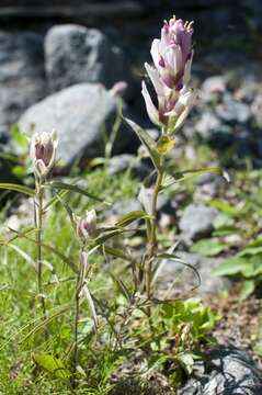 Слика од Castilleja pallida var. lapponica (Gand. ex Rebrist.) J. M. Egger