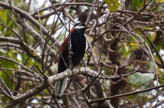 Image of White-eared Solitaire
