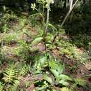 Image of Georgia Indian-Plantain