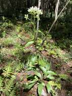 Image of Georgia Indian-Plantain