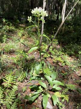 Image of Georgia Indian-Plantain