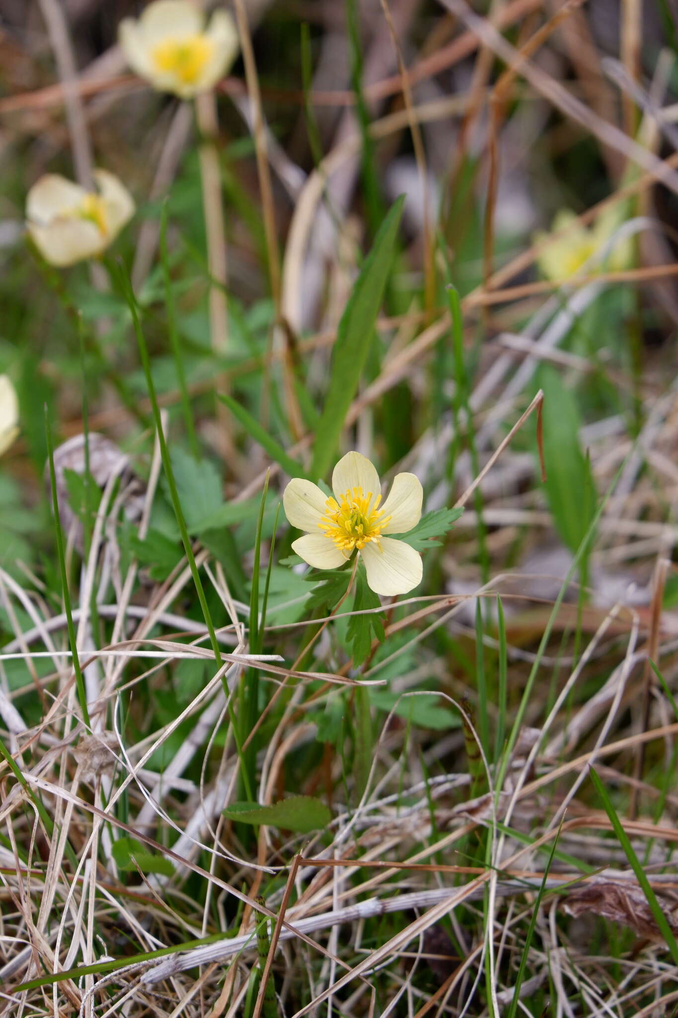 Image of American globeflower