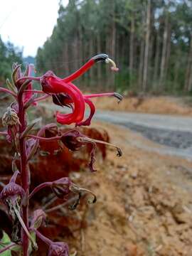 Plancia ëd Lobelia tupa L.