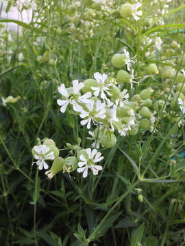 Image of Bladder Campion