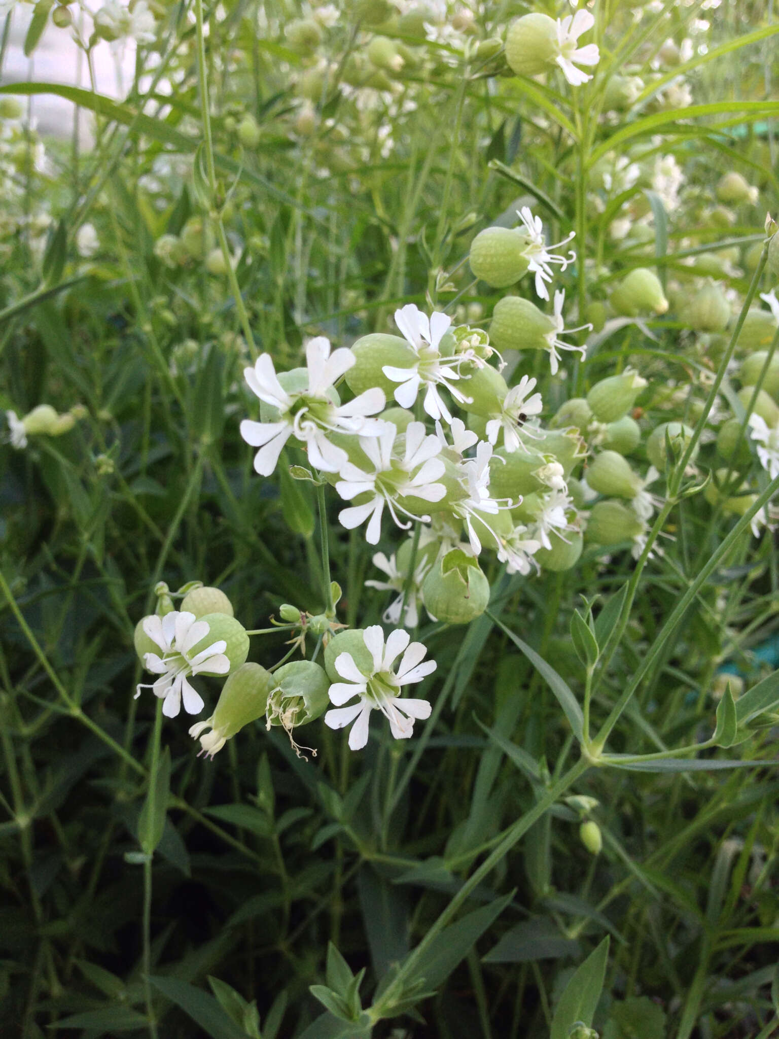 Image of Bladder Campion