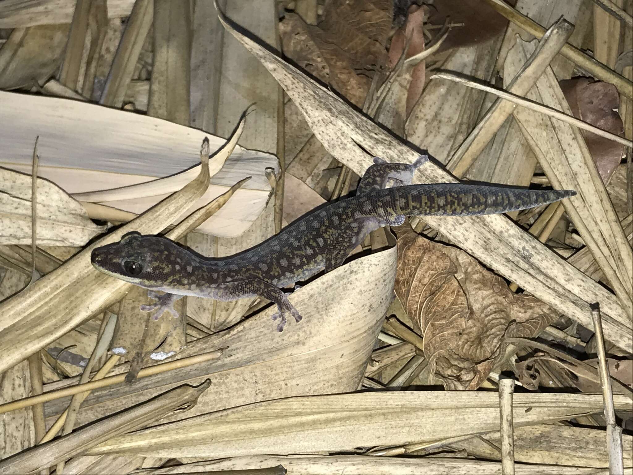 Image of Southern Spotted Velvet Gecko