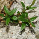 صورة Wahlenbergia ramosa G. Simpson