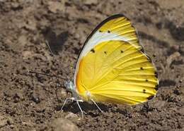 Слика од Belenois thysa (Hopffer 1855)