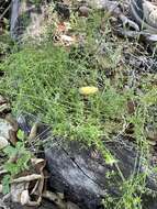 Image of graceful bedstraw