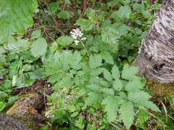 Imagem de Actaea rubra subsp. rubra