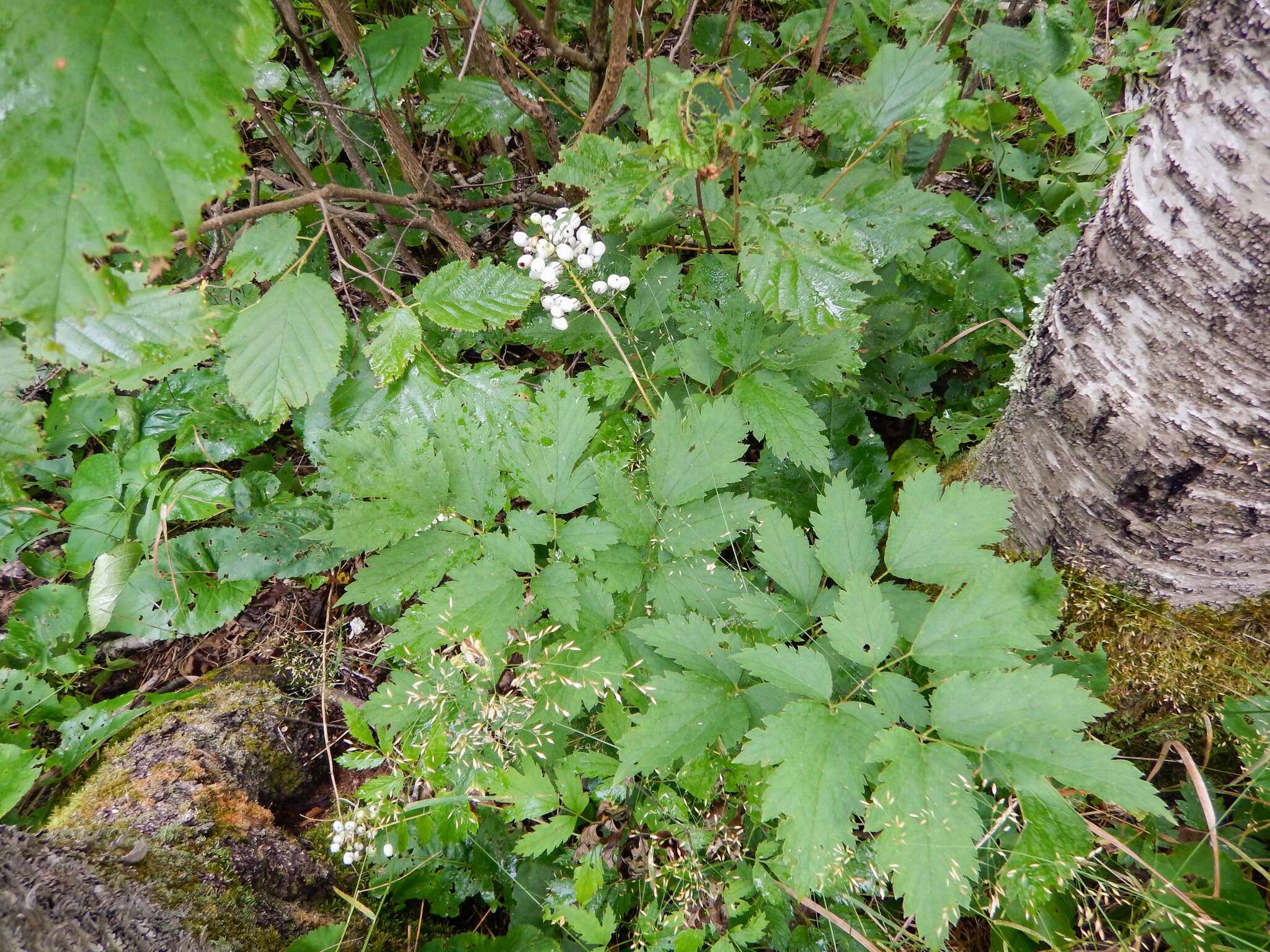 Imagem de Actaea rubra subsp. rubra